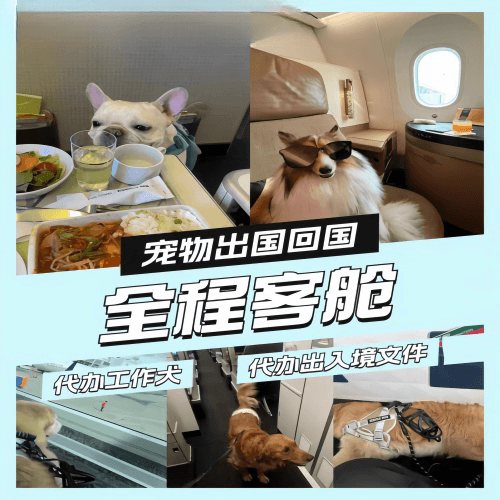 三门峡市宠物托运到白俄罗斯宠物入境规定和要求